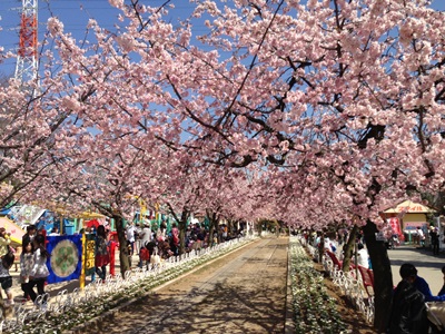 グリーンセンターの桜