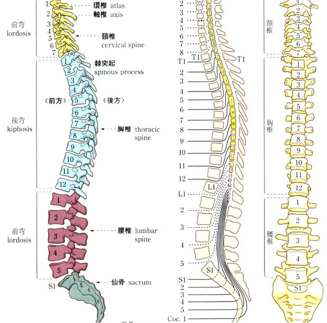 脊椎の仕組み