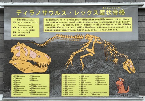 産状骨格　ティラノサウルス