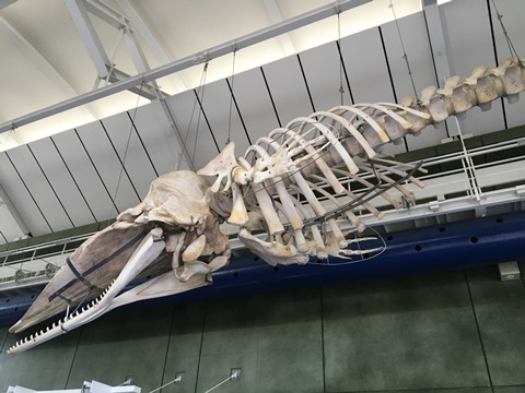 マッコウクジラの骨格標本