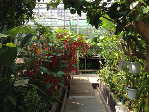 下賀茂熱帯植物園の画像