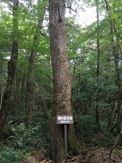 、樹齢300年の栂の巨木帯