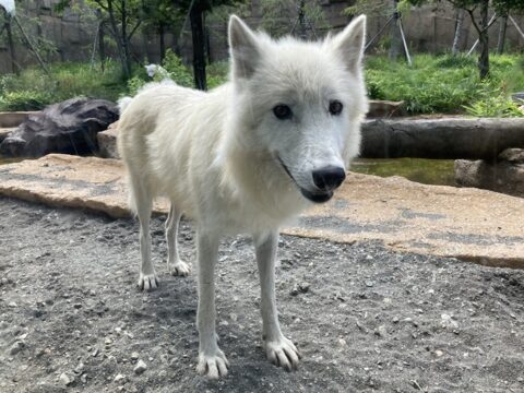 幻の白いオオカミ「ホッキョクオオカミ」